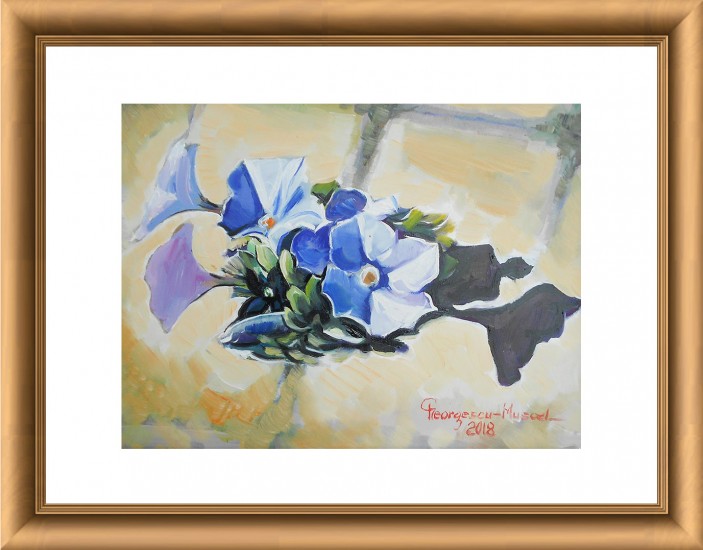 Morning Glory